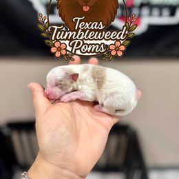 Drax - Chocolate merle male Pomeranian puppy in Eagle Pass, Texas from Texas Tumbleweed Poms