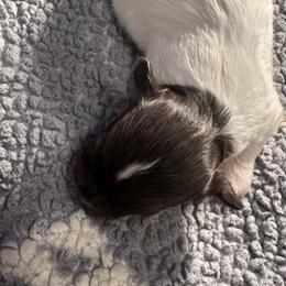 Girl 4 - Chocolate female Havanese puppy in Arizona from HavaDoggie