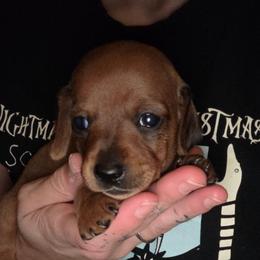 Billy - Red male Dachshund puppy in Farmington, Missouri from Southeast mo Miniature dachshunds