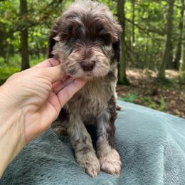 Rose - Merle female Goldendoodle puppy in New Ringgold, Pennsylvania from Hawk Mountain Doodles