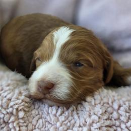 Meadow - Red  female Goldendoodle puppy in Decatur, Tennessee from Diamond's Doodles