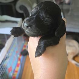 Light blue collar - Brindle male Dachshund puppy in Lake View, Alabama from Brandys Pups
