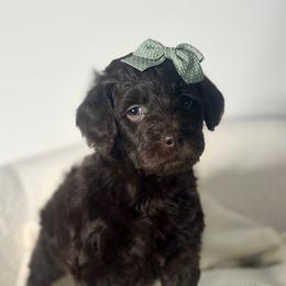 Angel - Chocolate female Assorted Doodle Crosses puppy in West Monroe, Louisiana from Southern Haven Doodles