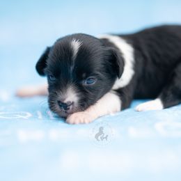 Spinner - Black and white male Chinese Crested puppy in Kentucky from Qilin Chinese Crested