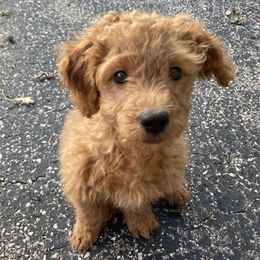 Pugsly - Red male Cavapoo puppy in Lebanon, Kentucky from Mosaic Merle Doodles
