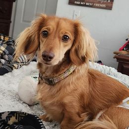 Maizey - Dachshund
