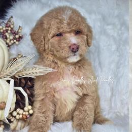 Cove - Yellow and white male Bernedoodle puppy in Cleveland, Georgia from Jam's Doodles And Poodles