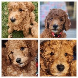 Pinky - Apricot female Poodle puppy in South Willard, Utah from Burge Family Poodles