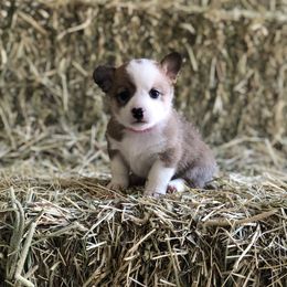 Pembroke Welsh Corgi Puppies from Naomi’s Corgis