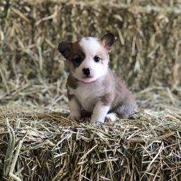 Pembroke Welsh Corgi Puppies from Naomi’s Corgis