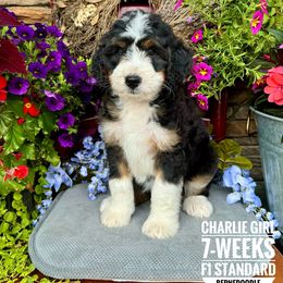 Bernedoodle Puppies from Premier Doodles