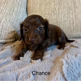 Chance - Chocolate and tan male Dachshund puppy in Aiken, South Carolina from State Eight Dachshunds