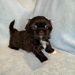 Cocoa - Liver female Shih Tzu puppy in Oak Park, California from Boodaboo Shih Tzu’s