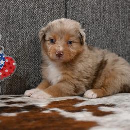 Louise - Red merle female Australian Shepherd puppy in Wichita Falls, Texas from Spotted Mule Aussies