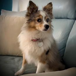 Girlie - Toy Australian Shepherd