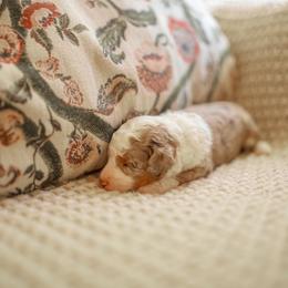 Gossip - Brown merle female Aussiedoodle puppy in Inman, South Carolina from Dark Corner Doodles