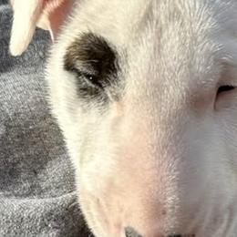 Bull Terriers from Action Bull Terriers