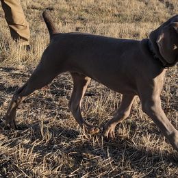 Weimaraners from Broken J Weimaraners