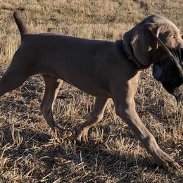 Weimaraners from Broken J Weimaraners