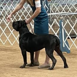 Arson - Cane Corso