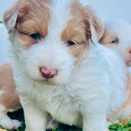 Sable - Sable female Aussiedoodle puppy in Hempstead, Texas from Young Gun Aussies