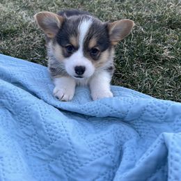 Australian Shepherd, Lagotto Romagnolo, and Pembroke Welsh Corgi Puppies from SS Australian Shepherds