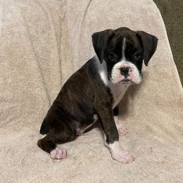 Clint Black - Brindle male Boxer puppy in Willard, North Carolina from Boone’s Boxers of North Carolina