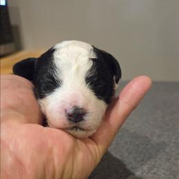 Daisy - Black & white female Maltipoo puppy in Everett, Washington from Meadows Ranch