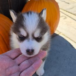 Harmony - Black and white female Pomsky puppy in Coatesville, Pennsylvania from Peaceful Pomskys