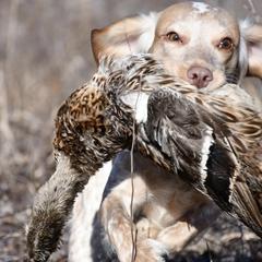 English Cocker Spaniels from Ripple Sporting Dogs