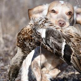 English Cocker Spaniels from Ripple Sporting Dogs