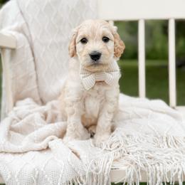 Clyde - Cream male Goldendoodle puppy in Ooltewah, Tennessee from Allison Family Doodles