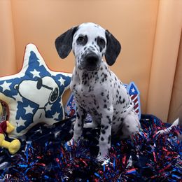 AKC Kahlo LUA - White and black female Dalmatian puppy in Euless, Texas from 101 Dew Dream Valley Dalmatians