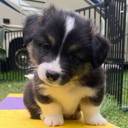 Stout - Black and tan male Pembroke Welsh Corgi puppy in North East, Maryland from Potato Patch