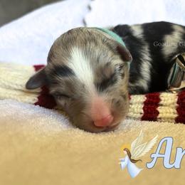 Angel - Blue merle female Miniature Australian Shepherd puppy in Millington, Tennessee from Goading Glee Glade
