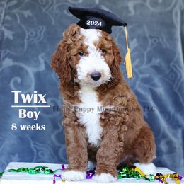 Twix (boy) green collar - Red  Goldendoodle puppy in Corona, California from Fluffy Puppy Mini Doodles LLC