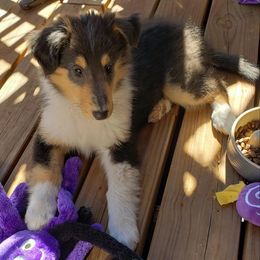 Collie Puppies from High Altitude Collies
