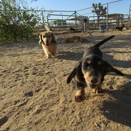 Dachshund All Grown Up from Desert Sunset Dachshunds