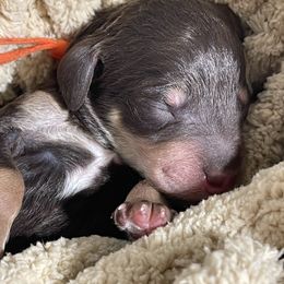 Poodle Puppies from Ladybug Poodles