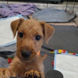 Jenny - Red female Irish Terrier puppy in Splendora, Texas from Cloverdell Irish