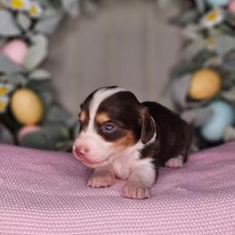Boy 2 - Piebald male Dachshund puppy in Rancho Cucamonga, California from Pretty Little Dachshunds