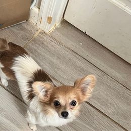 Emma - Chihuahua