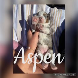 Aspen - female Australian Mountain Doodle puppy in Chattanooga, Tennessee from Scenic City Doodles
