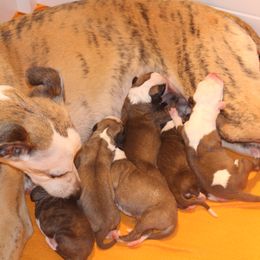 Whippet puppies from Phasion Whippets Kimberly & Paul Norton Sr.