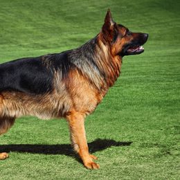 Ranger - German Shepherd
