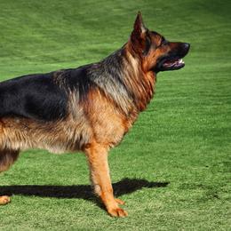 Ranger - German Shepherd