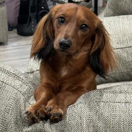 Woody - Dachshund