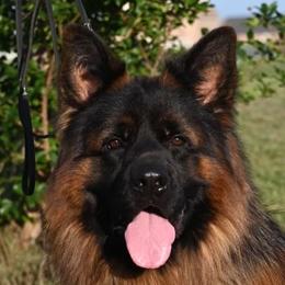 German Shepherds from Gunter Gables German Shepherds