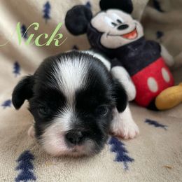 Nick - Brindle male Shih Tzu puppy in Hemet, California from Aloha Shih Tzu