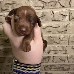 Maple - Dapple female Dachshund puppy in Athens, Texas from County Road Puppies